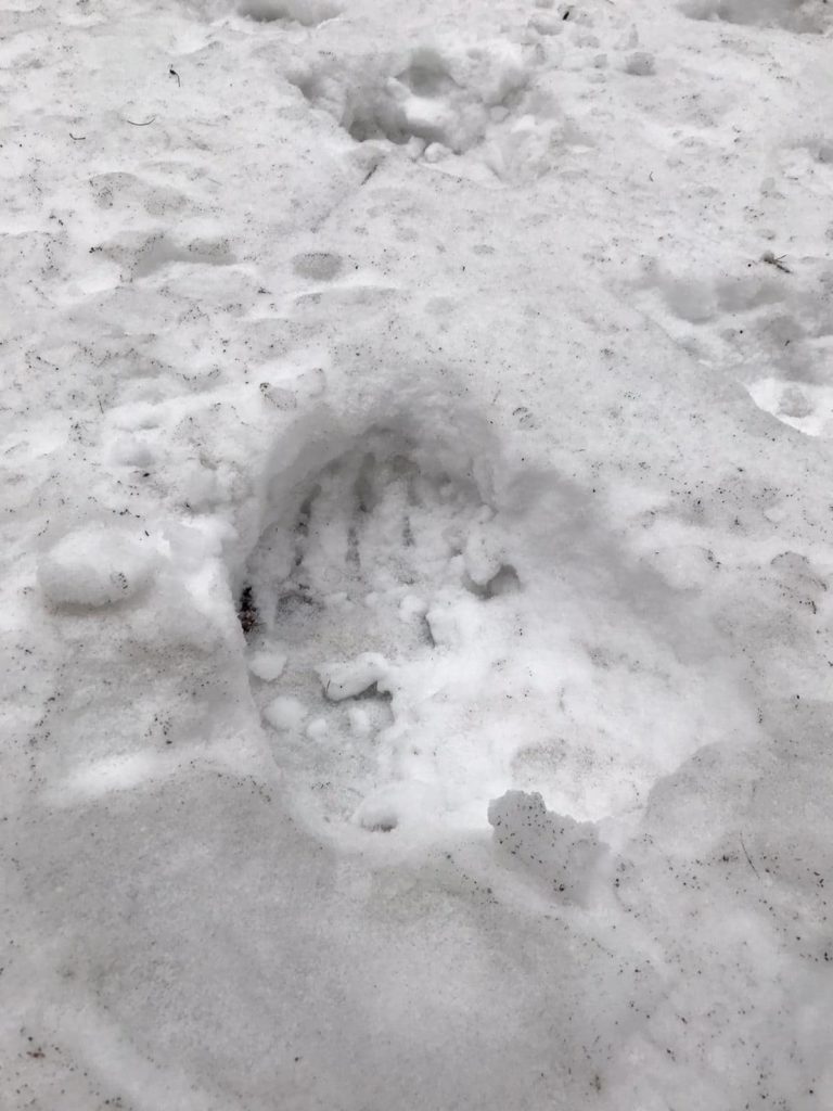 Stopa medveďa hnedého v snehu. Obec Príkra